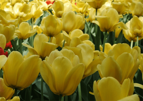 1584955756506669.png 11_副本.png