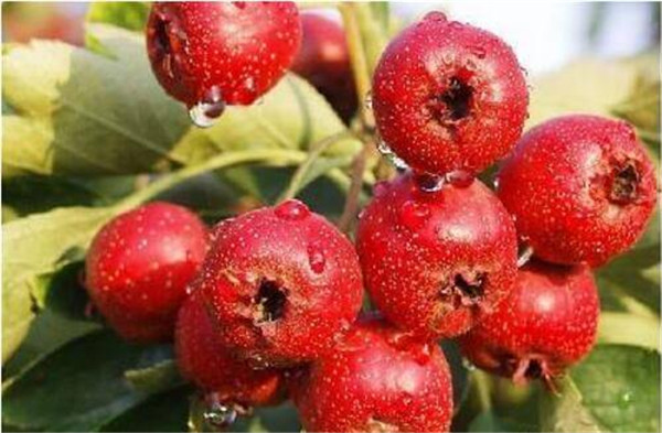 1590651299957570.jpg 0_副本.jpg